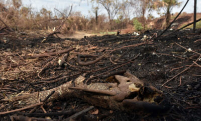 Incêndio atinge em cheio de onde é retirado o material da Faber-Castell