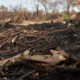 Incêndio atinge em cheio de onde é retirado o material da Faber-Castell